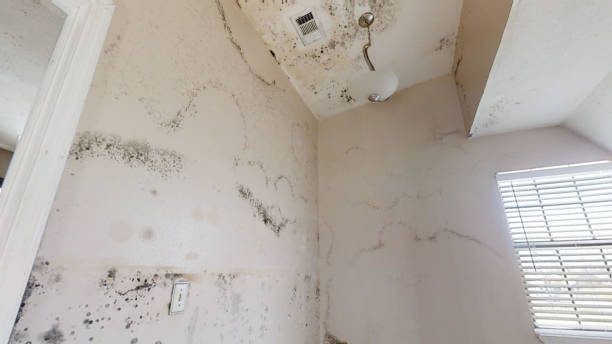 Best Residential Mold Inspection & Testing  in Crystal Springs, MS