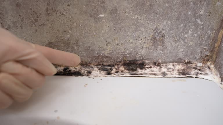 Best Emergency Mold Remediation  in Crystal Springs, MS